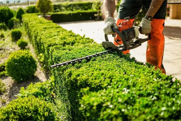 Hedge trimming